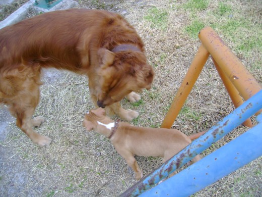 Su primer amigo